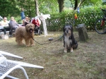 Bilder vom Sommerfest 2013